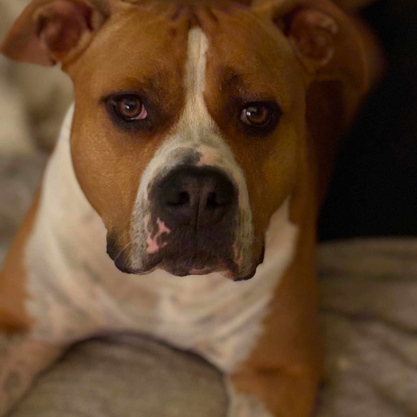 Pablo participe au concours pour gagner de l'argent avec cette photo : animal, brown, calm, canine, close_up, cozy, dog, domestic_animal, ears, eyes, face, fur, indoor, looking_at_camera, lying_down, nose, pet, portrait, soft_texture, white