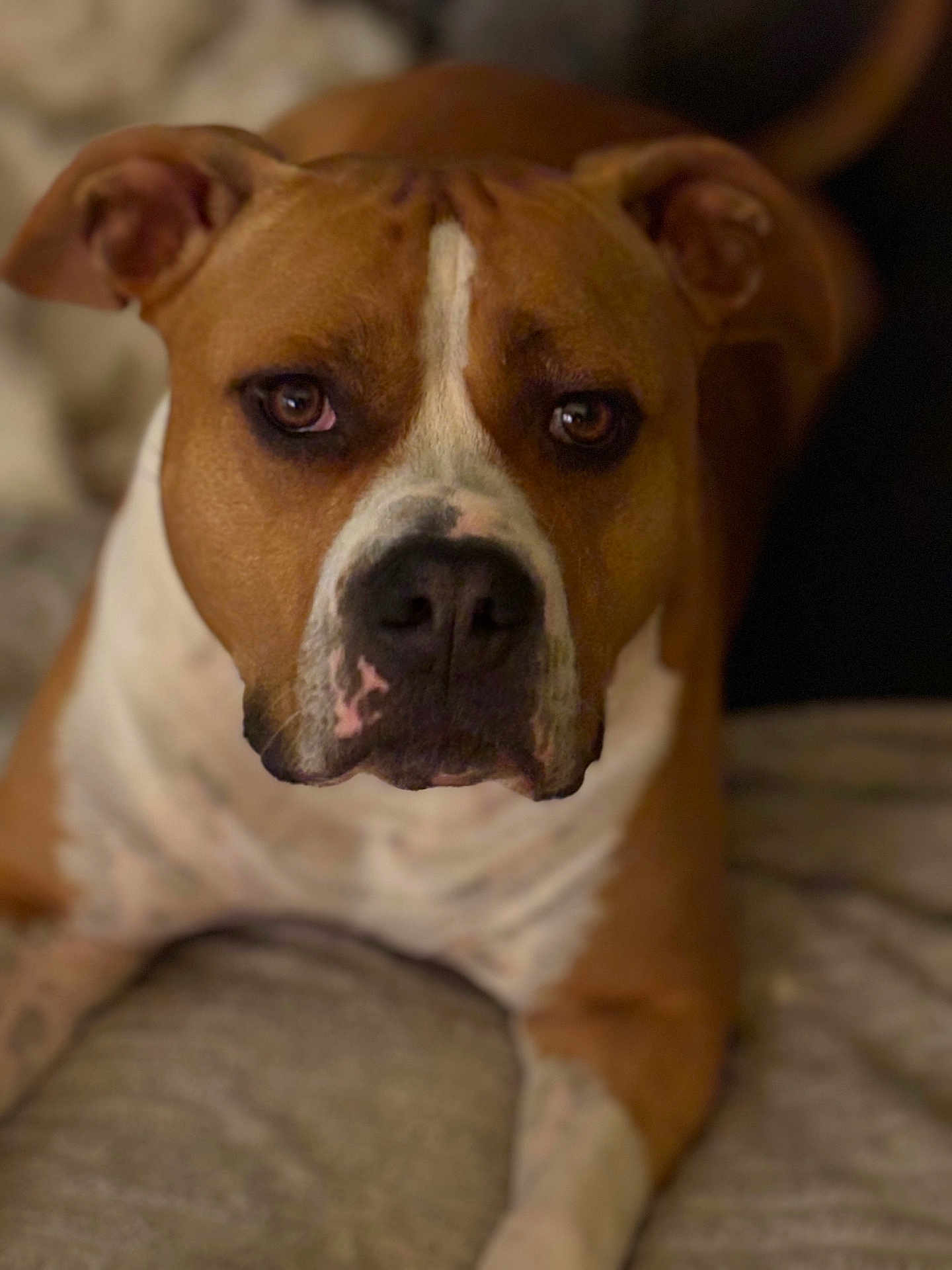 Pablo participe au concours pour gagner de l'argent avec cette photo : dog, brown, white, close_up, pet, animal, face, lying_down, fur, ears, nose, eyes, portrait, domestic_animal, canine, soft_texture, indoor, calm, looking_at_camera, cozy