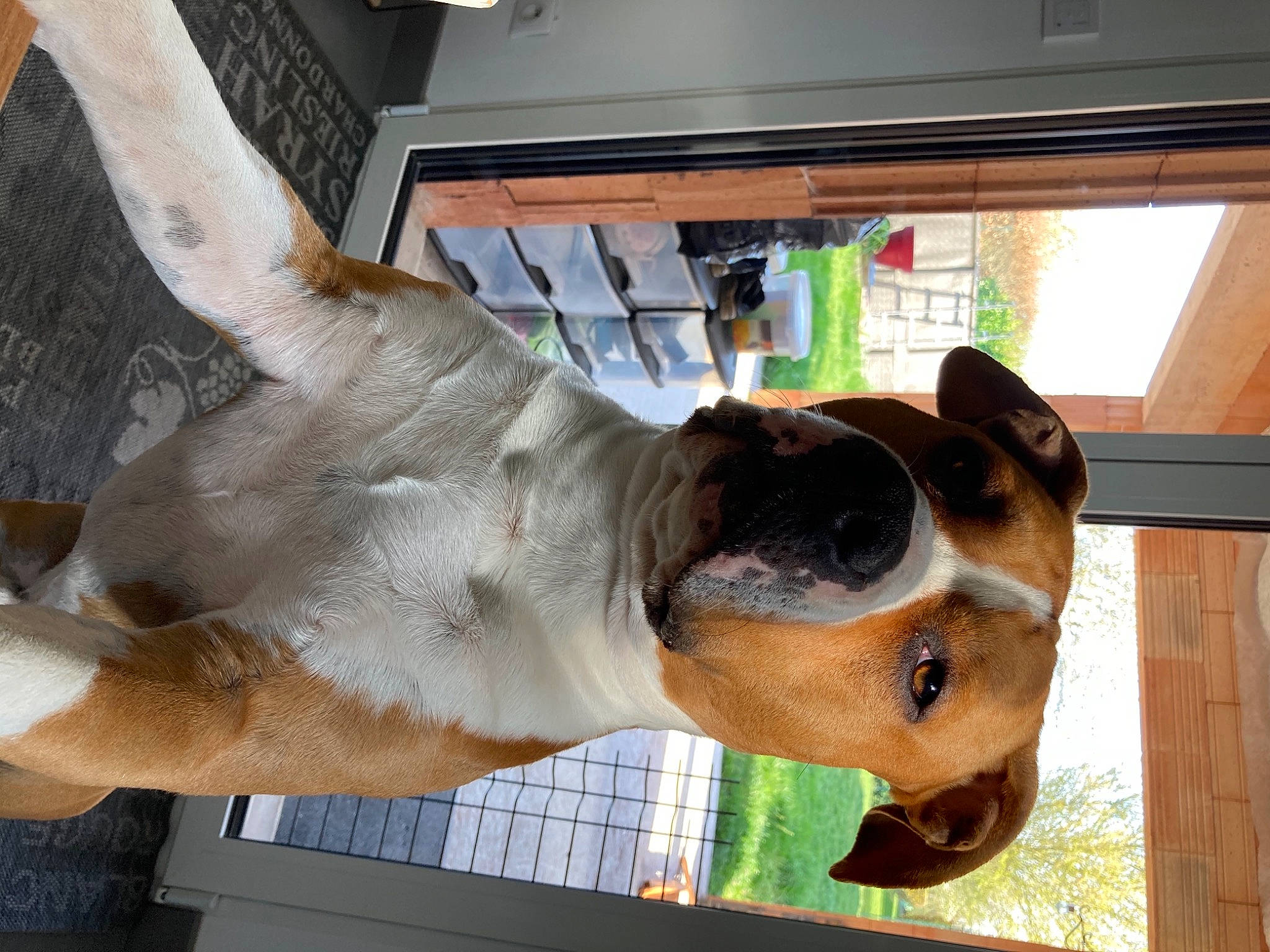 Pablo a rejoint le concours — aidez-le/la à gagner de superbes lots ! canidae, carnivore, collar, companion_dog, dog, dog_breed, ear, fawn, fur, gesture, giant_dog_breed, jaw, liver, snout, sporting_group, tail, terrestrial_animal, whiskers, window, working_animal