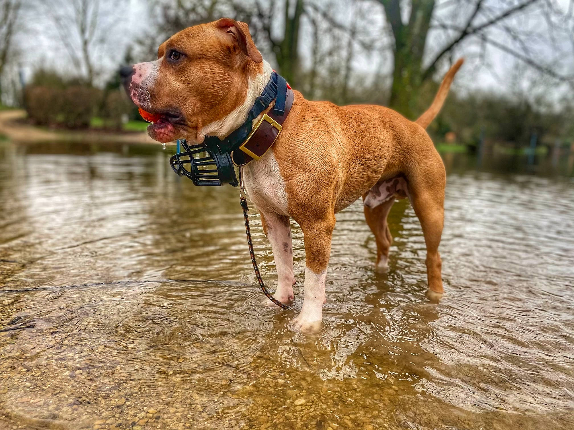 Pablo participe au concours pour gagner de l'argent avec cette photo : carnivore, collar, companion_dog, dog, dog_breed, dog_collar, dog_supply, fawn, lake, leash, liver, pet_supply, plant, sky, snout, sporting_group, tail, tree, water, working_animal