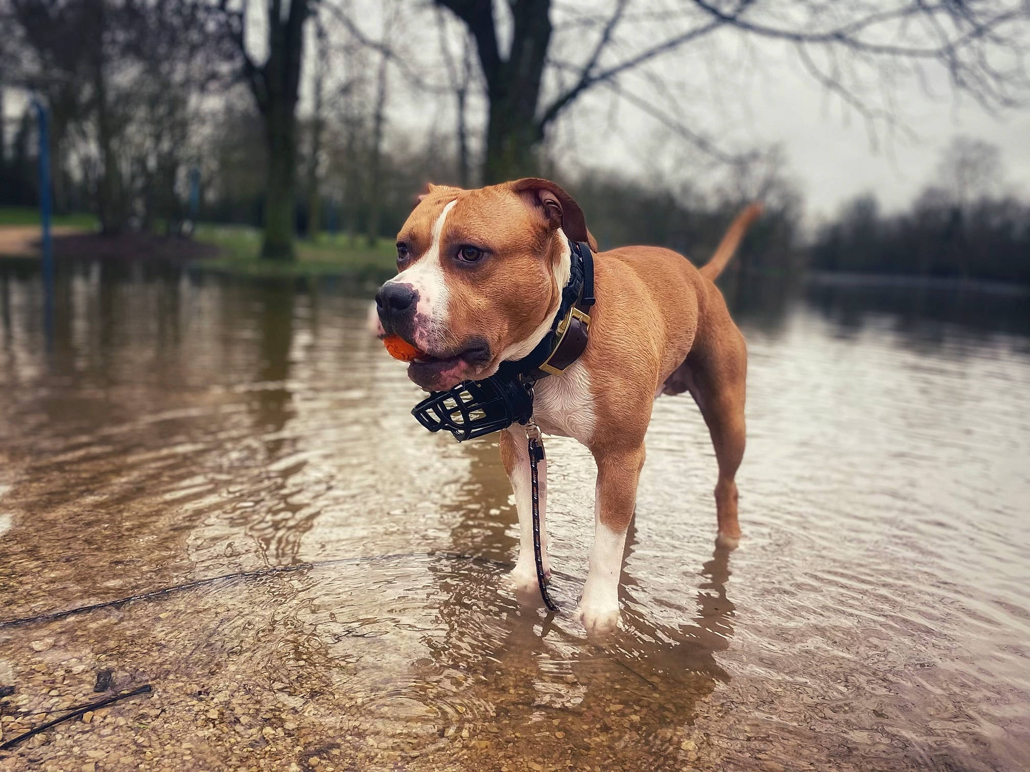 Pablo a rejoint le concours — aidez-le/la à gagner de superbes lots ! ball, canidae, carnivore, collar, companion_dog, dog, dog_breed, dog_collar, dog_supply, fawn, grass, lake, liver, sky, snout, sporting_group, tail, tree, water, working_animal