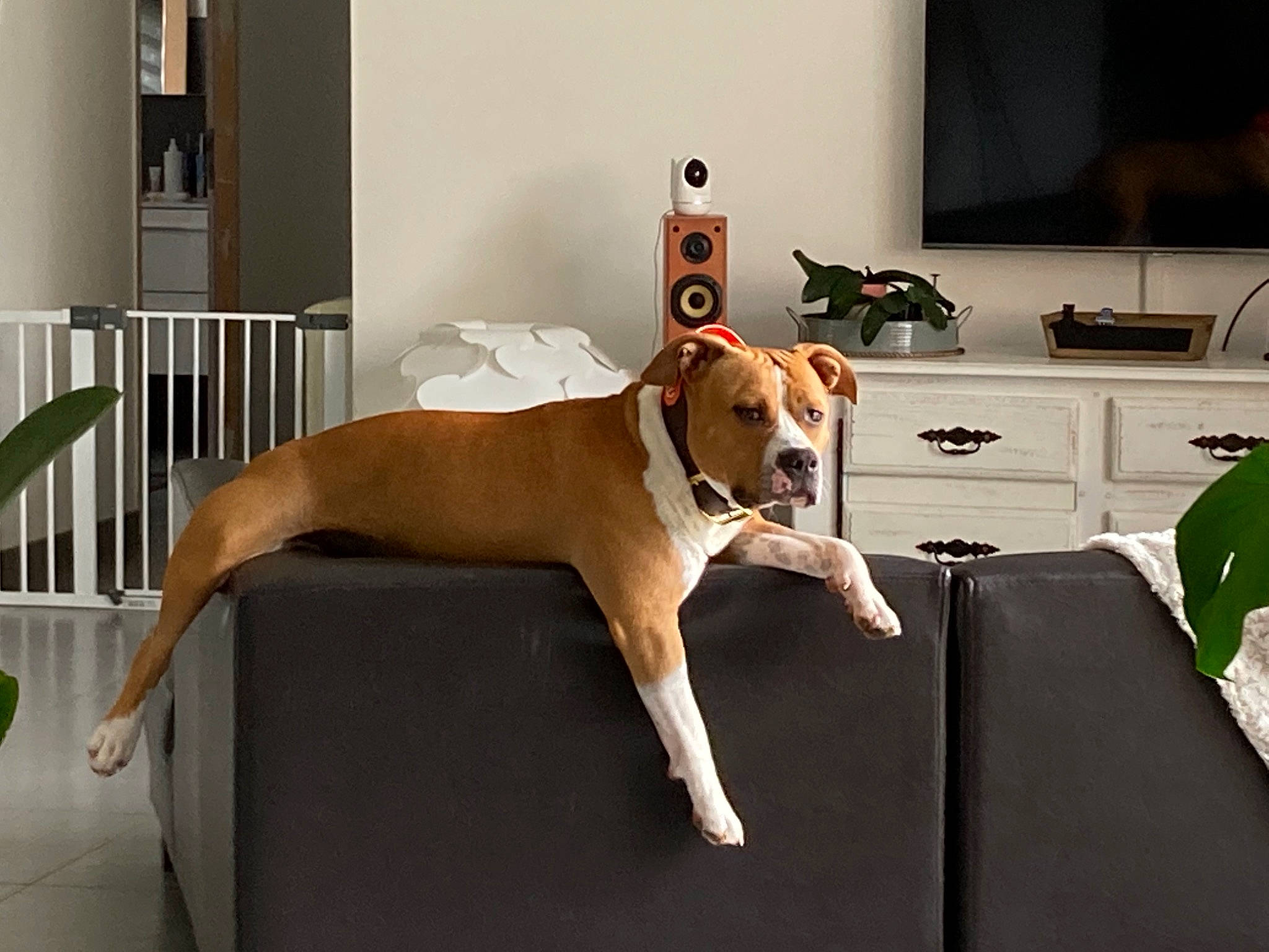 Pablo a rejoint le concours — aidez-le/la à gagner de superbes lots ! cabinetry, carnivore, collar, comfort, companion_dog, couch, dog, dog_breed, dog_supply, fawn, floor, flooring, hardwood, human_leg, picture_frame, plant, room, tail, television, wood