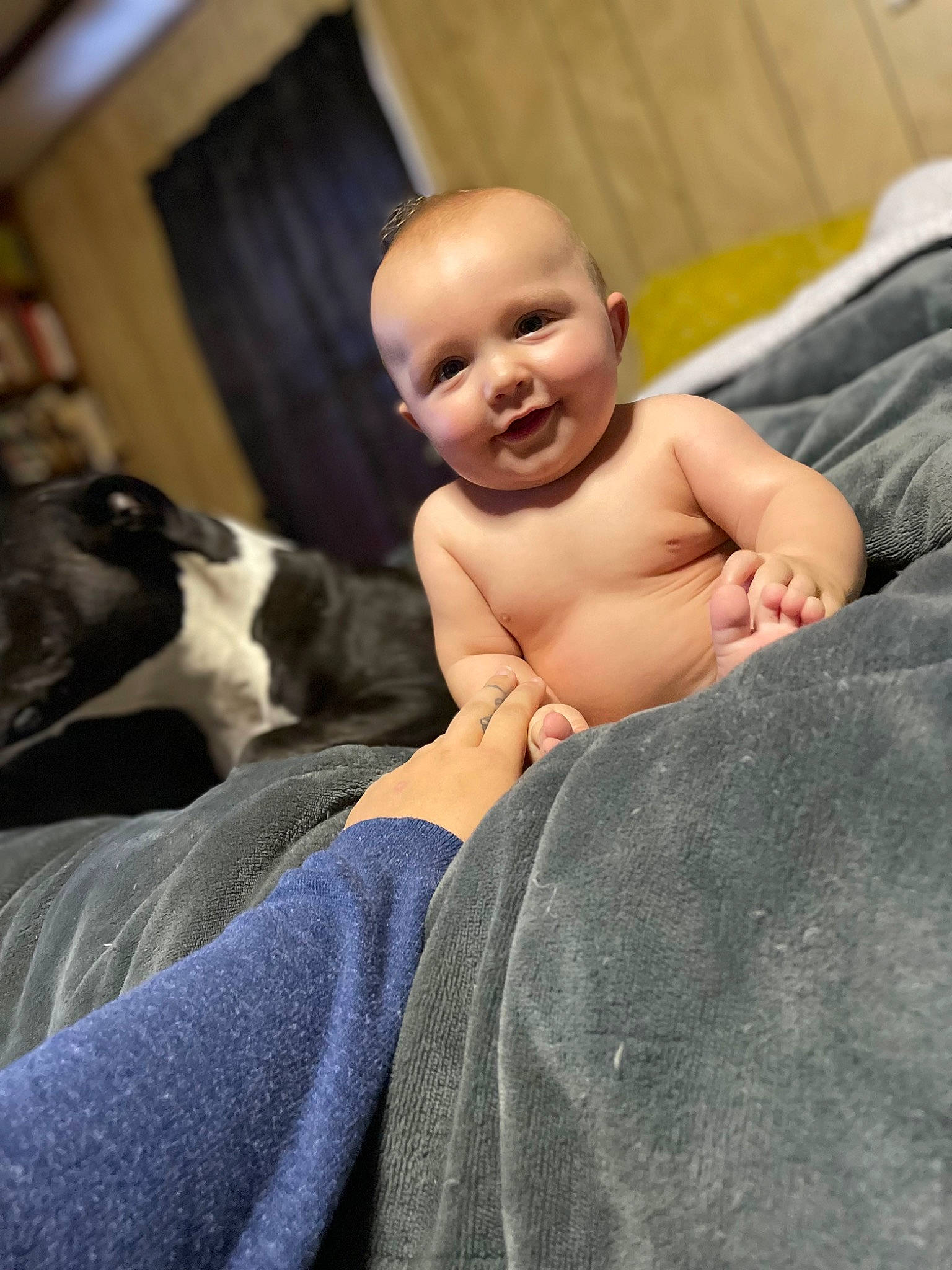 Kolton is registered to the contest to win money with this photo: abdomen, baby, carnivore, chest, child, comfort, companion_dog, curtain, dog, dog_breed, flash_photography, happy, human_leg, mammal, muscle, person, sitting, smile, thigh, toddler