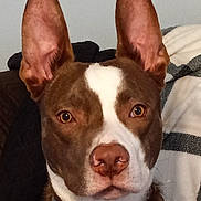 Dozer joined the competition — help win amazing prizes! dog, brown, white, ears, collar, pet, indoor, close_up, face, animal, canine, alert, looking, portrait, fur, domestic_animal, sitting, household, companion, curious