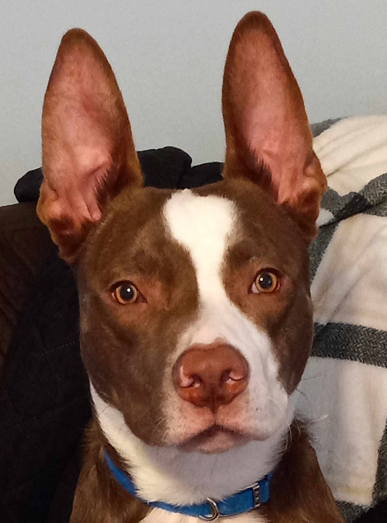 Dozer