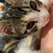 Scarlette participe au concours pour gagner de l'argent avec cette photo : kitten, cat, close_up, fur, whiskers, tabby, white_fur, pet, animal, cute, claws, paw, curious, indoor, person_arm, soft_texture, domestic_cat, young_cat, feline, companionship