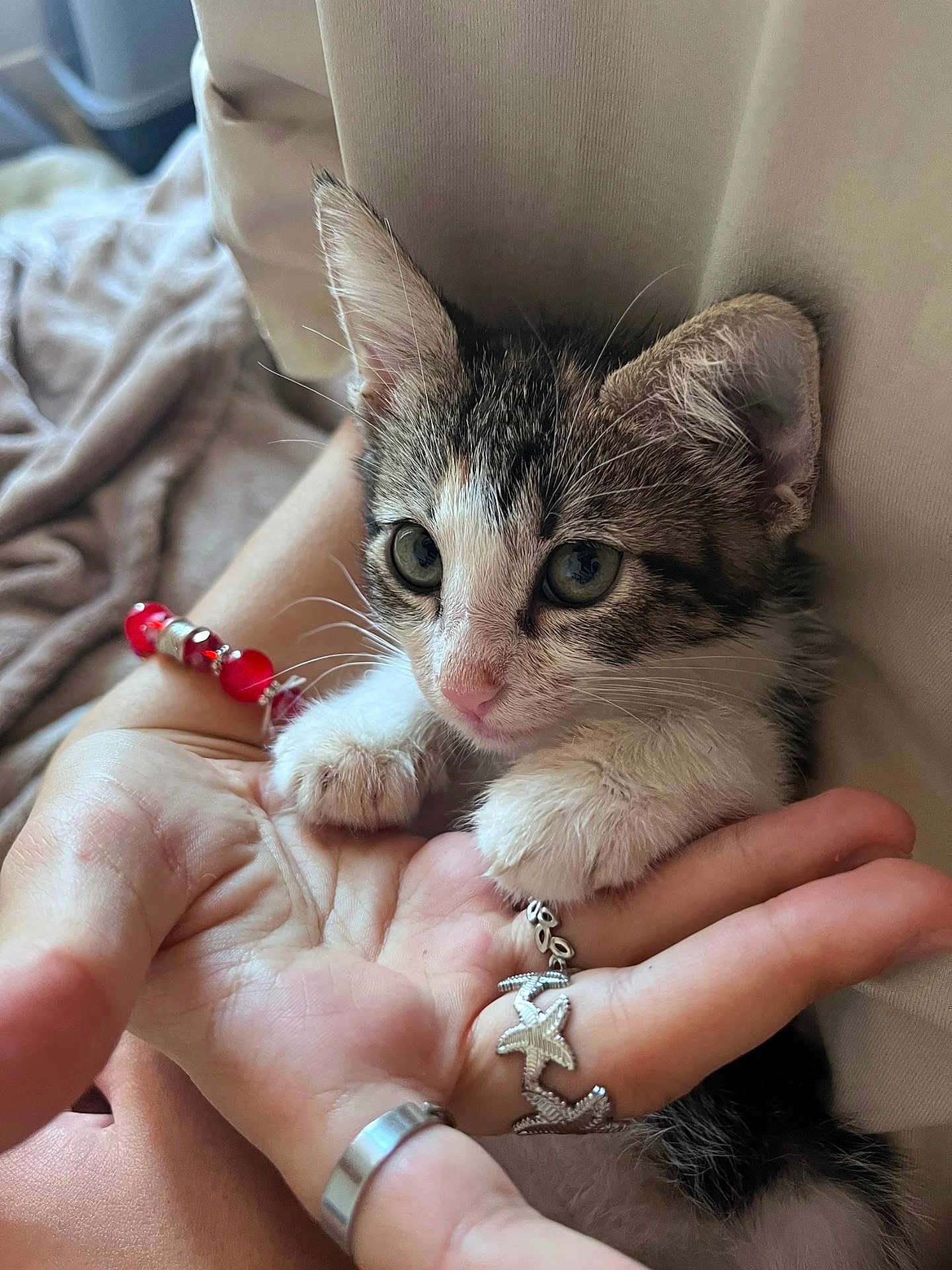 Scarlette participe au concours pour gagner de l'argent avec cette photo : kitten, cat, paw, hand, bracelet, jewelry, feline, cute, pet, animal, whiskers, closeup, soft, curious, resting, domestic, indoor, fur, tiny, cozy
