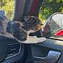 Scarlette participe au concours pour gagner de l'argent avec cette photo : kitten, cat, car_interior, car_door, side_mirror, window, black, white, brown, striped, pet, animal, daylight, reflection, curious, indoor, travel, motion_blur, nature, greenery