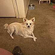 Milo is registered to the contest to win money with this photo: dog, carpet, indoor, slipper, floor, pet, animal, fur, white, canine, resting, looking, household, water_bowl, furniture, stool, toy, calm, leg, ear