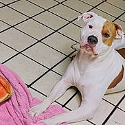 Clyde joined the competition — help win amazing prizes! animal, brown_spots, cheeky, companion, curious, cute, dog, domestic, fruit, household, indoor, lying_down, mammal, pet, pink_towel, playful, snack, tiled_floor, watermelon, white_dog