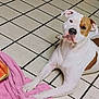 animal, brown_spots, cheeky, companion, curious, cute, dog, domestic, fruit, household, indoor, lying_down, mammal, pet, pink_towel, playful, snack, tiled_floor, watermelon, white_dog