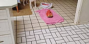 Clyde joined the competition — help win amazing prizes! dog, indoor, kitchen, tiled_floor, chair, table, watermelon, pink_towel, window, curtains, white_cabinet, dog_licking, food, floor_mat, living_room, sofa, wall, doorway, plastic_bag, natural_light