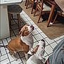 Clyde is registered to the contest to win money with this photo: dog, dogs, brown_and_white_dog, white_and_brown_dog, kitchen, tiled_floor, wooden_chairs, rug, cat, black_cat, person, hand, treat, indoor, pet, animal, waiting, looking_up, furniture, stool