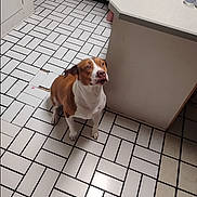 Josie is registered to the contest to win money with this photo: dog, brown_and_white, kitchen, tile_floor, countertop, cabinet, floor_tiles, indoor, pet, sitting, looking_up, animal, domestic, white_tiles, black_grout, person_partial, foot, kitchen_counter, floor_pattern, domestic_animal