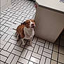 dog, brown_and_white, kitchen, tile_floor, countertop, cabinet, floor_tiles, indoor, pet, sitting, looking_up, animal, domestic, white_tiles, black_grout, person_partial, foot, kitchen_counter, floor_pattern, domestic_animal