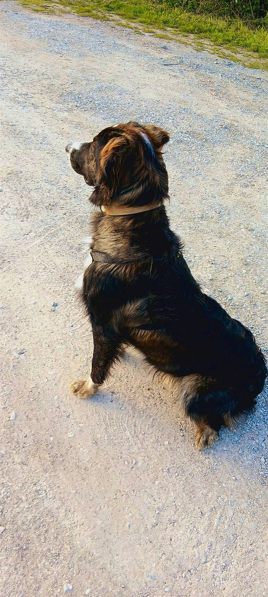 Ukko participe au concours pour gagner de l'argent avec cette photo : bulldog, canidae, carnivore, collar, companion_dog, dog, dog_breed, dog_collar, fur, leash, liver, shadow, sporting_group, tail, terrestrial_animal, working_animal, working_dog