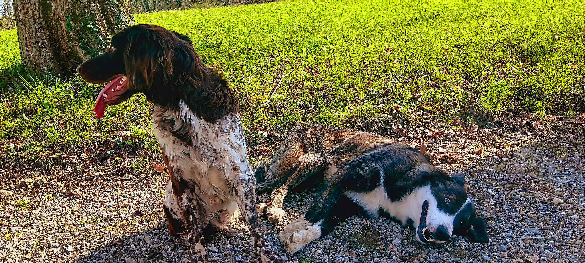 Ukko participe au concours pour gagner de l'argent avec cette photo : beak, bird, carnivore, dog, dog_breed, feather, fur, grass, grassland, groundcover, liver, natural_landscape, pasture, people_in_nature, plant, soil, tail, terrestrial_animal, tree, wildlife