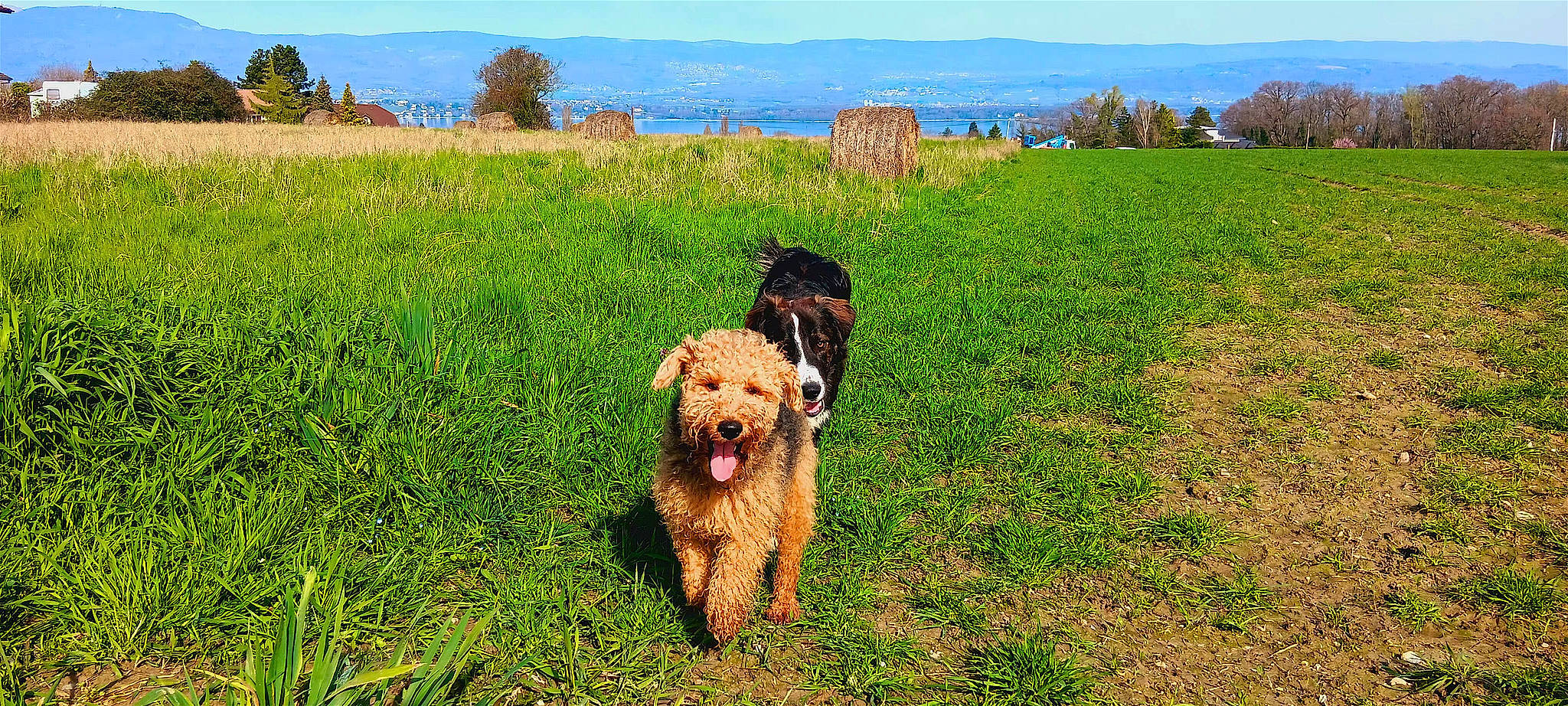 Ukko a rejoint le concours — aidez-le/la à gagner de superbes lots ! carnivore, companion_dog, dog, dog_breed, fawn, field, grass, grassland, gun_dog, labradoodle, landscape, pasture, plant, prairie, rural_area, sky, terrier, tree, water_dog, working_animal