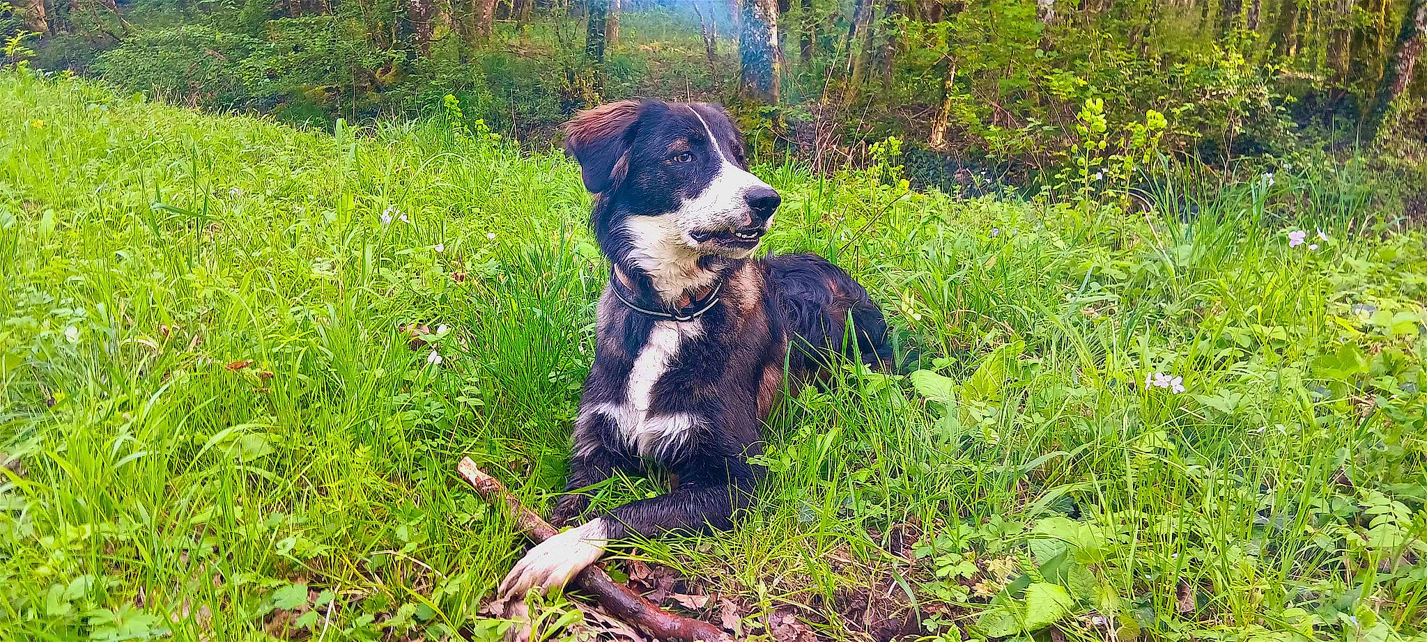 Ukko participe au concours pour gagner de l'argent avec cette photo : canidae, carnivore, companion_dog, dog, dog_breed, grass, grassland, groundcover, herbaceous_plant, herding_dog, natural_landscape, plant, snout, soil, sporting_group, tail, terrestrial_animal, tree, working_animal, working_dog