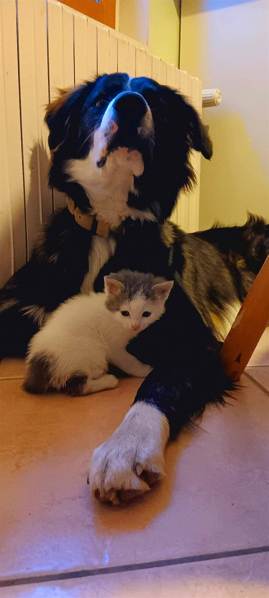 Yoshi a rejoint le concours — aidez-le/la à gagner de superbes lots ! canidae, carnivore, cat, claw, comfort, companion_dog, dog_breed, domestic_short_haired_cat, felidae, floor, flooring, foot, fur, hardwood, mammal, paw, small_to_medium_sized_cats, tail, vertebrate, whiskers