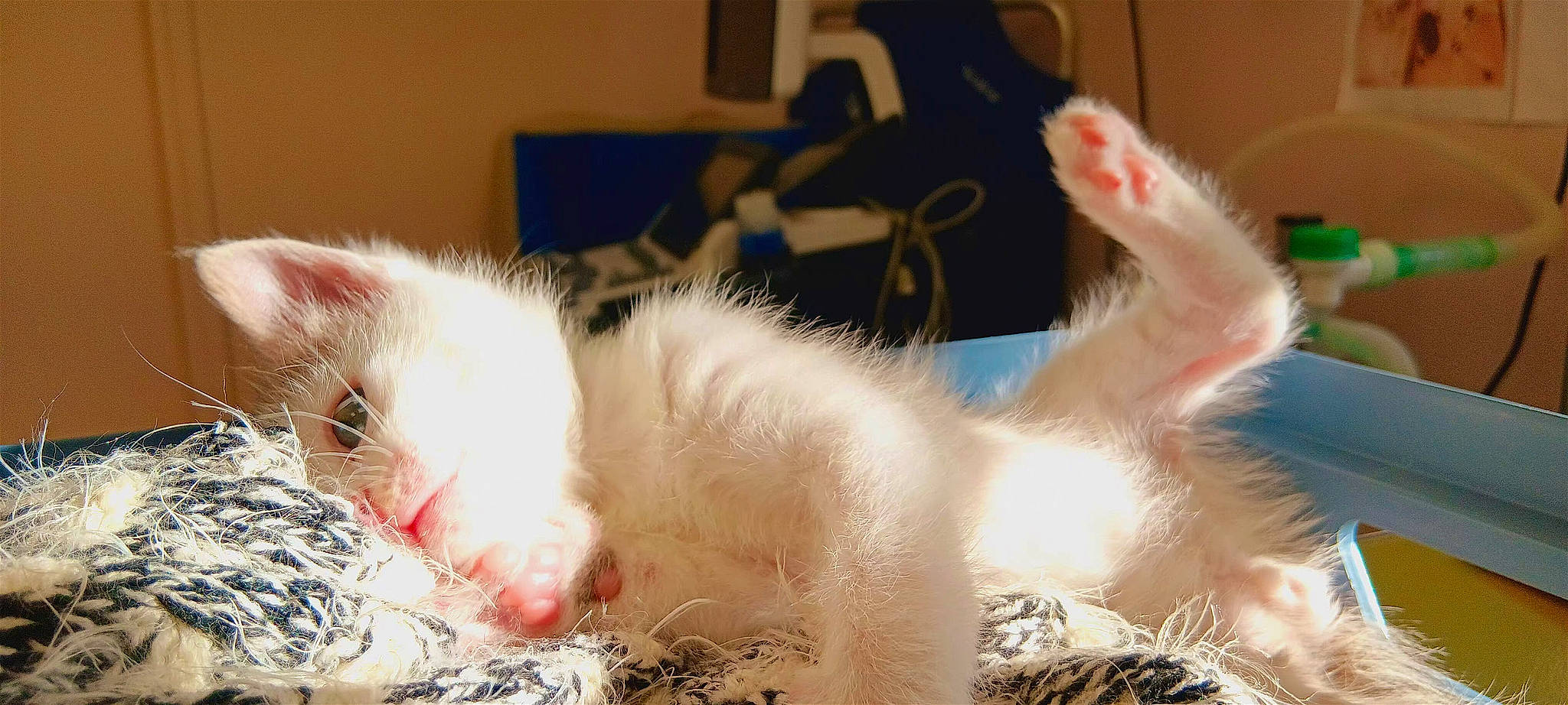 Yoshi participe au concours pour gagner de l'argent avec cette photo : carnivore, cat, claw, comfort, domestic_short_haired_cat, fawn, felidae, foot, fur, paw, small_to_medium_sized_cats, snout, tail, whiskers