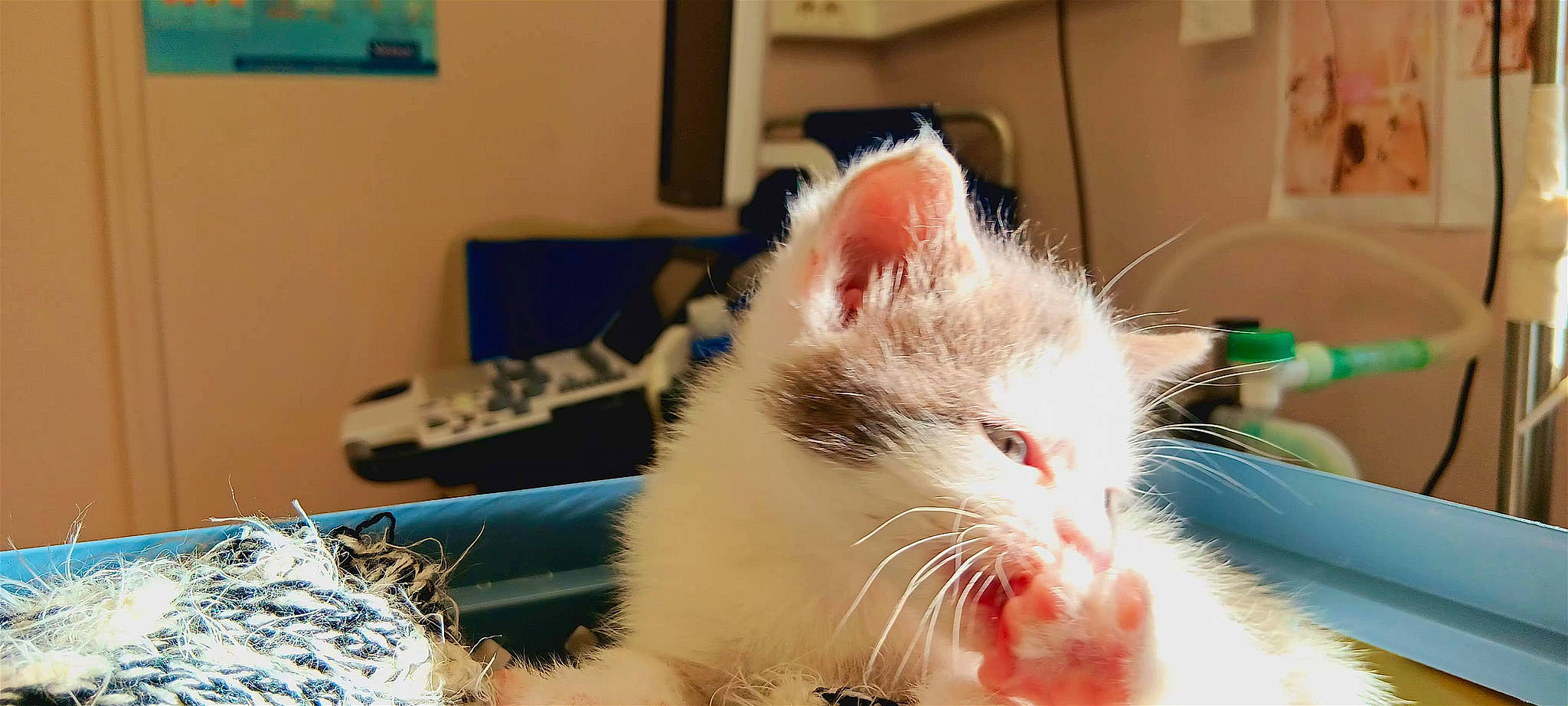 Yoshi a rejoint le concours — aidez-le/la à gagner de superbes lots ! carnivore, cat, claw, domestic_short_haired_cat, felidae, foot, fur, paw, picture_frame, small_to_medium_sized_cats, whiskers, window