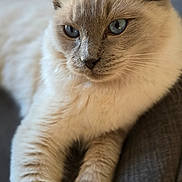 Awai participe au concours pour gagner de l'argent avec cette photo : animal, blue_eyes, cat, close_up, cute, domestic_cat, feline, fluffy, fur, gray, indoor, lounging, mammal, paw, pet, portrait, relaxed, soft, texture, whiskers