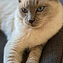 animal, blue_eyes, cat, close_up, cute, domestic_cat, feline, fluffy, fur, gray, indoor, lounging, mammal, paw, pet, portrait, relaxed, soft, texture, whiskers