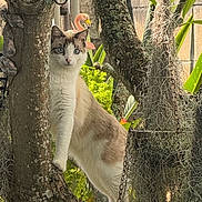 Sophie joined the competition — help win amazing prizes! animal, bark, branch, cat, curious, daylight, eyes, flamingo_decoration, fur, garden, greenery, hanging_plant, leaves, nature, outdoor, pet, plants, sunlight, tree, whiskers
