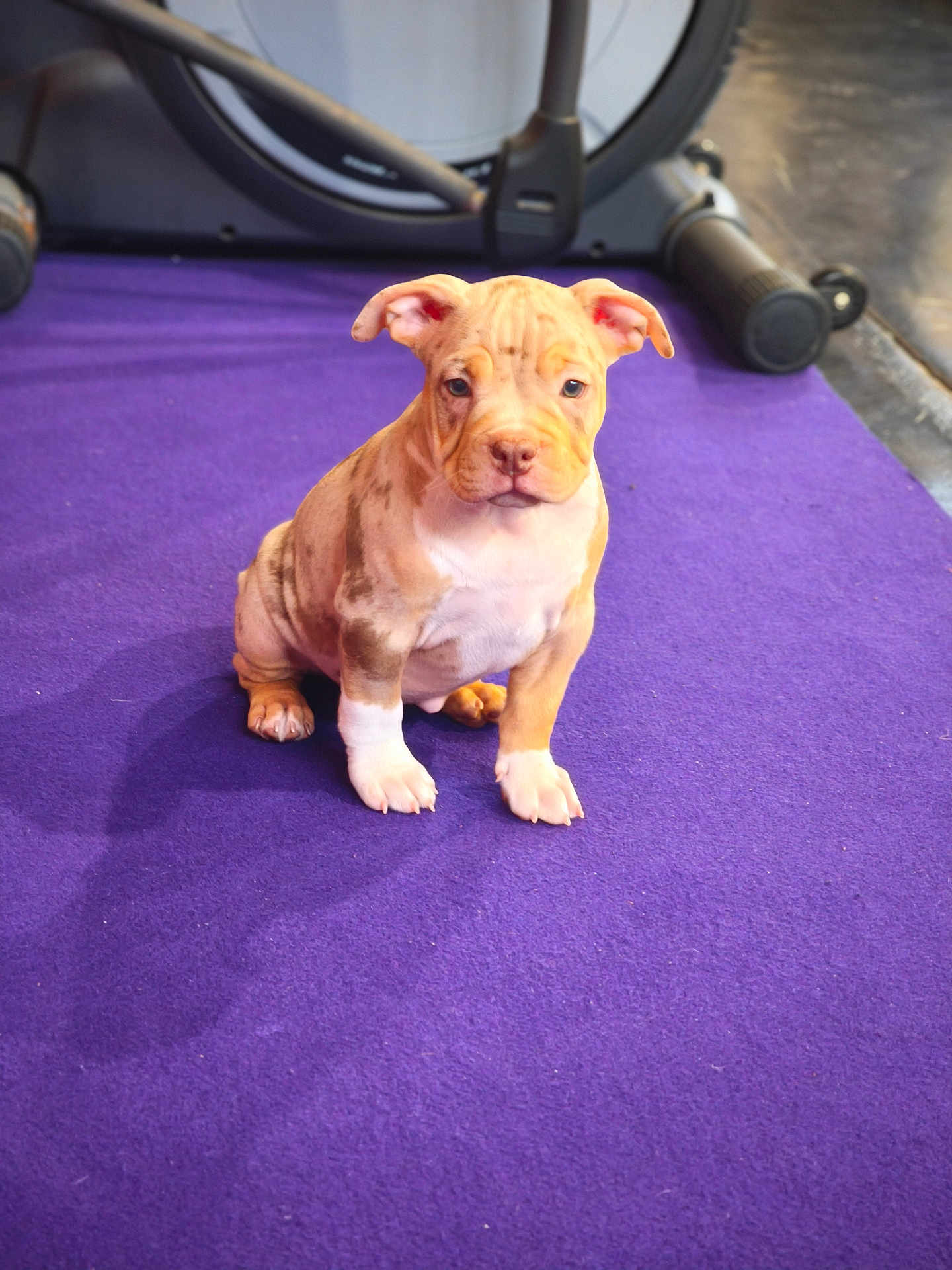 Athéna participe au concours pour gagner de l'argent avec cette photo : puppy, dog, brown, white, sitting, indoor, carpet, exercise_equipment, pet, cute, young, animal, fur, looking, floor, domestic_animal, small, companion, adorable, portrait