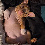 Athéna a rejoint le concours — aidez-le/la à gagner de superbes lots ! puppy, dog, child, sleeping, blanket, bed, cute, pet, cozy, smiling, nap, indoor, fur, relaxing, face, paw, human, friendship, comfort, rest