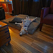 Destiny is registered to the contest to win money with this photo: dog, indoor, dog_bed, wooden_floor, lamp, side_table, cup, curtains, chair, relaxed, pet, cozy, furniture, resting, home, brown, orange_wall, flooring, collar, light