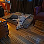 dog, indoor, dog_bed, wooden_floor, lamp, side_table, cup, curtains, chair, relaxed, pet, cozy, furniture, resting, home, brown, orange_wall, flooring, collar, light