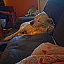 Destiny is registered to the contest to win money with this photo: dog, sleeping, couch, pillow, indoor, relaxing, white_dog, furniture, home, window, light, shadow, paws, resting, cozy, person, blanket, armchair, living_room, casual