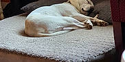 Destiny joined the competition — help win amazing prizes! dog, sleeping, bed, pillow, indoor, wooden_floor, orange_wall, cozy, pet, rest, relaxation, white_dog, collar, furniture, house, domestic, calm, quiet, home_interior, comfort
