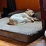dog, sleeping, bed, pillow, indoor, wooden_floor, orange_wall, cozy, pet, rest, relaxation, white_dog, collar, furniture, house, domestic, calm, quiet, home_interior, comfort
