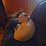 Destiny is registered to the contest to win money with this photo: dog, white_dog, couch, indoor, relaxing, pet, curled_up, door, window, home, furniture, light, shadow, animal, domestic_animal, resting, cozy, living_room, brown_wall, wood_floor