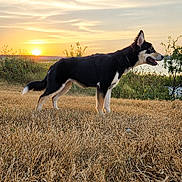 Ophelia is registered to the contest to win money with this photo: dog, canine, black_and_white, standing, outdoors, field, grass, dry_grass, sunset, sunrise, golden_hour, landscape, nature, sky, clouds, horizon, coastline, water, profile, animal_photography