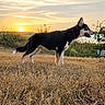 dog, canine, black_and_white, standing, outdoors, field, grass, dry_grass, sunset, sunrise, golden_hour, landscape, nature, sky, clouds, horizon, coastline, water, profile, animal_photography