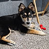 puppy, dog, carpet, indoor, furniture, blue_couch, wooden_table, toy, plastic_wrapper, curious, pet, animal, black_and_tan, ears_up, laying_down, young_dog, living_room, floor, domestic, cute