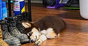 Ophelia joined the competition — help win amazing prizes! puppy, sleeping, boots, wooden_floor, indoor, cleaning_supplies, vacuum_cleaner, shelf, gloves, container, dog, floor, resting, cozy, household, pet, brown, black, white, fur