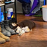 puppy, sleeping, boots, wooden_floor, indoor, cleaning_supplies, vacuum_cleaner, shelf, gloves, container, dog, floor, resting, cozy, household, pet, brown, black, white, fur