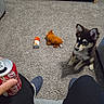 Ophelia is registered to the contest to win money with this photo: puppy, dog, carpet, plush_toy, toy, can, soup_can, coca_cola_can, hand, person, slippers, cabinet, collectibles, indoor, floor, furniture, curious, pet, seated, cozy