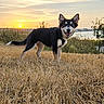 Ophelia joined the competition — help win amazing prizes! dog, canine, standing, smiling, outdoors, meadow, dry_grass, sunset, sun, sky, water, shoreline, nature, landscape, black_and_white, fluffy_tail, pointed_ears, pet, portrait, golden_hour