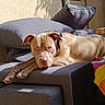 Néra participe au concours pour gagner de l'argent avec cette photo : dog, lounge, sofa, outdoor, sunlight, pillows, blanket, relaxed, tan_dog, pet, canine, resting, furniture, shadow, daylight, nose, ears, eyes, paw, couch