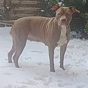 Néra participe au concours pour gagner de l'argent avec cette photo : dog, snow, outdoor, brown_dog, white_chest, fence, bushes, winter, standing, alert, canine, pet, nature, cold, fur, animal, daylight, backyard, quiet, snowy_ground