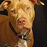 animal, background, black_collar, brown_dog, canine, closeup, collar, dog, domestic_animal, ears, expression, face, fur, indoor, looking, pet, portrait, snout, table, waiting