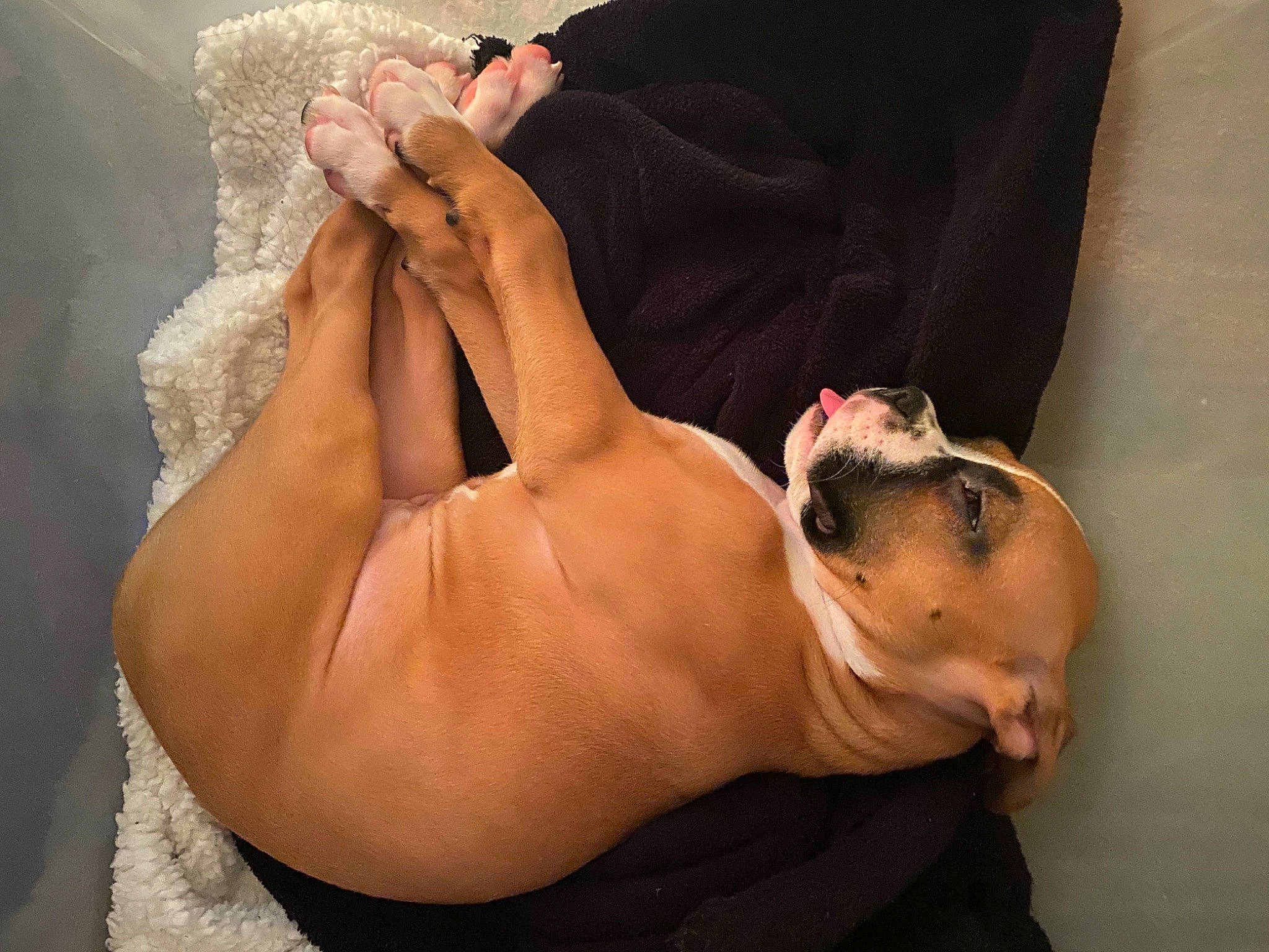 Ellie Bean joined the competition — help win amazing prizes! arm, barechested, black_hair, boston_terrier, canidae, ear, finger, hand, head, leg, muscle, neck, non_sporting_group, skin