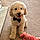 Rolo