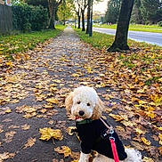 Rolo joined the competition — help win amazing prizes! dog, poodle, sidewalk, autumn, leaves, tree, street, black_sweater, leash, outdoor, pet, curious, walk, nature, park, fall, canine, fur, path, quiet